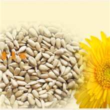 红粉佳人厂家批发供应优质烘焙葵花仁葵花子仁批发