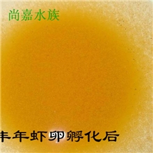 可孵化丰年虾卵卤虫卵丰年虫卵水母海蜇等海水生物开口鱼饲料