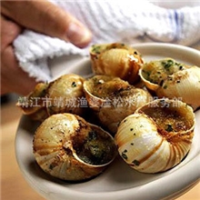 厂家供应法式蜗牛（田螺）价格合理欢迎选购
