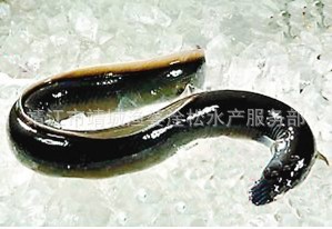 供应新鲜美味鳗鱼价美物廉欢迎选购