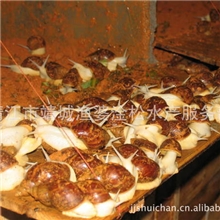 江苏地区长年供应优质法式蜗牛