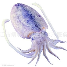 优质八爪鱼供应价格实惠欢迎选购