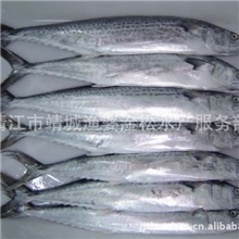 供应厂方直销品质保证原料的马鲛鱼
