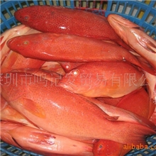 批发供应东星斑