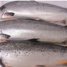 批发供应三文鱼