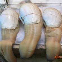 批发供应加拿大象拔蚌，墨西哥水蚌