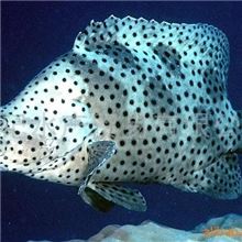 批发供应老鼠斑鱼