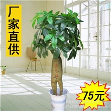 仿真植物批发仿真树办公室落地摆放假树装饰盆栽1.5m人参发财树
