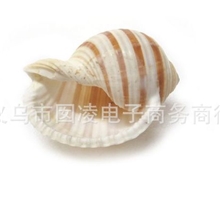 水波螺天然海螺贝壳批发/收藏佳品/送礼/家居摆设工艺品/鱼缸布景