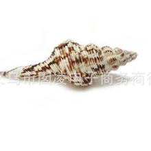 花点长鼻天然海螺贝壳批发/收藏佳品/送礼/家居摆设工艺品