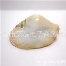 耳朵螺天然海螺贝壳批发/收藏佳品/送礼/家居摆设工艺品/鱼缸布景