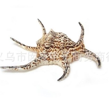 水字螺天然海螺贝壳批发/收藏佳品/送礼/家居摆设工艺品/鱼缸布景