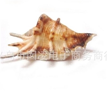 七角螺天然海螺贝壳批发/收藏佳品/送礼/家居摆设工艺品/鱼缸布景