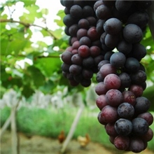 【特价】供应夏黑、黄蜜、醉金香等优质早熟葡萄