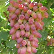 【特价】供应美人指、白萝莎里奥等晚熟葡萄品种