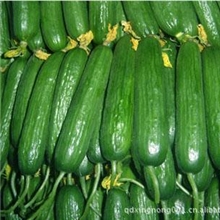 厂家直销黄瓜价格合理【图】