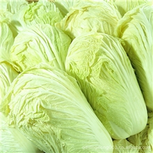 大量生产供应优质保鲜白菜质量保证价格公道信誉第一【图】