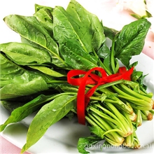 大量批发菠菜【图】