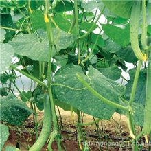 供应黄瓜【图】