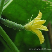 长期销售黄瓜【图】