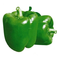 山东厂家专业生产种植圆椒