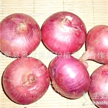 大量供应优质葱头