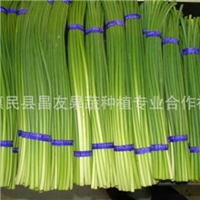 供应山东产优质出口级白帽蒜薹
