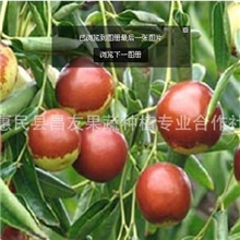 大量供应优质沾化冬枣量大从优