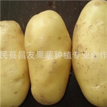 供应优质保鲜出口级荷兰15土豆