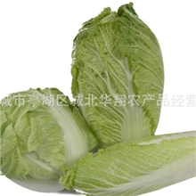 批发东台华翔产地直销放心大白菜大量批发大白菜新鲜蔬菜