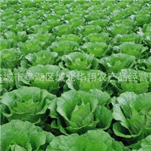 大量供应批发东台绿色蔬菜大白菜