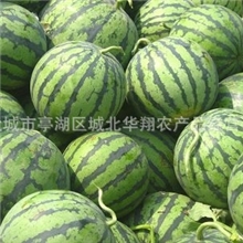 供应东台西瓜多品种食用安全欢迎咨询欢迎预定大棚西瓜