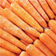 厂家批发供应新鲜胡萝卜供应绿色放心蔬菜胡萝卜量多从优