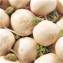 批发供应新鲜优质各种规格的保鲜白萝卜