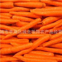 长期供应胡萝卜放心新鲜胡萝卜大量批发出口天然无公害胡萝卜