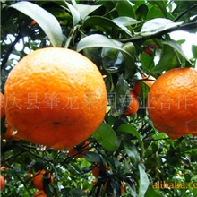 供应优质正宗四会德庆果园种植沙糖桔市场批发价格服务