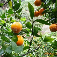 供应优质正宗四会德庆果园种植砂糖橘市场批发价格服务