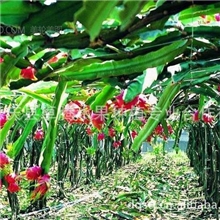 哪里有火龙果苗？哪里有火龙果苗？哪里有火龙果苗？