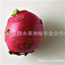 那里有火龙果种植研究，哪里有火龙果种植，哪里有火龙果种植研究