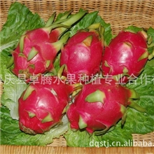 火龙果批发市场，火龙果批发价，火龙果批发价，火龙果批发市场