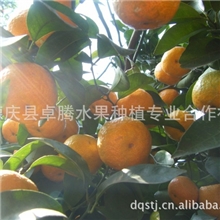 砂糖桔批发价，砂糖桔批发价，砂糖桔批发价，砂糖桔批发价