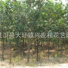 大量供应广西八月桂花苗30-200公分高