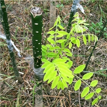 出售香花槐苗嫁接槐树苗