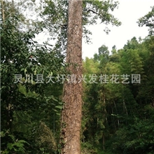 供应1米4三角枫150公分杂树大树