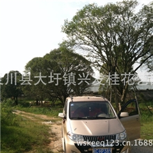 供应广西30公分桂花树低分枝桂花树