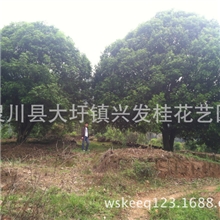 供应50公分桂花树桂林大桂花树