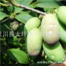 广西桂林兴发艺园大量供应优质桂花种子批发桂花籽