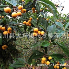 广西桂林兴发艺园低价大量供应枇杷树