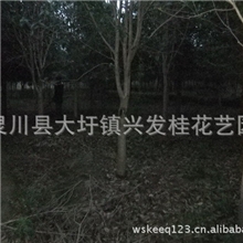 广西灵川兴发桂花艺园低价供应4.5.6公分四季桂花树