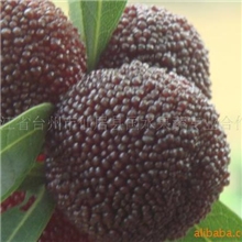 供应仙居杨梅苗